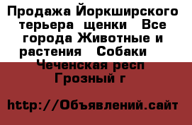 Продажа Йоркширского терьера, щенки - Все города Животные и растения » Собаки   . Чеченская респ.,Грозный г.